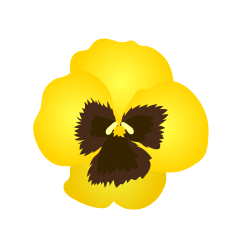 黄色パンジーの花