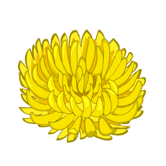 黄色の菊の花