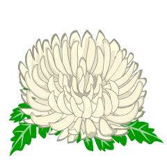 白の菊
