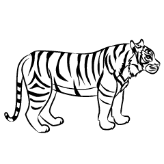 虎の線画