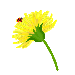 タンポポ花とてんとう虫