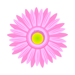 薄ピンクガーベラの花