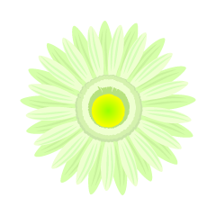 黄緑ガーベラの花