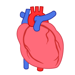 動脈と静脈の心臓