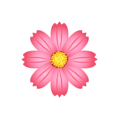 ピンク色 コスモスの花