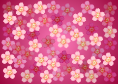 一面の桜の花壁紙