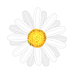 白色マーガレットの花
