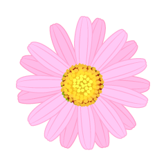 ピンク色マーガレットの花