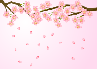 花びら散る満開の桜