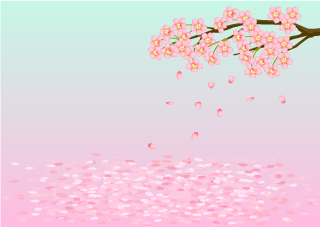 降り積もる桜の花びら