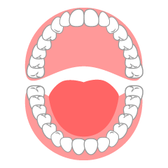 開いた口の歯